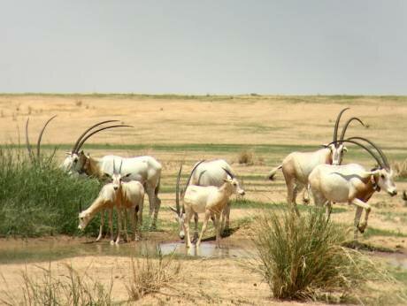 Sahelian plains of Chad welcome 40 Scimitar-horned Oryx calves